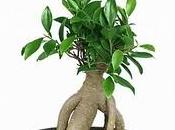 ficus ginseng