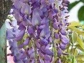 glicine senza foglie