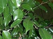 ficus benjamina