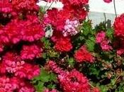 Prolungare fioritura gerani