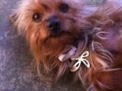 Partinico, trovato cagnolino autostrada