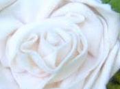 sbocciata prima rosa