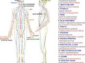 Meridiani energetici, eccesso/deficit energia, orari attivazione