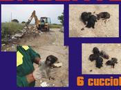cuccioli salvati durante operazioni bonifica della Sogeir. ADOTTIAMOLI