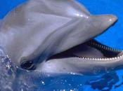 Salvato delfino nella costa Maremmana