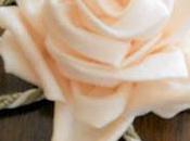 Ancora rose