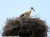 nido delle cicogne