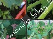 Orto balcone:pianta zucchina fase crescita,aggiornamenti piselli pomodori e...una sorpresa!