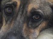 Tassa cane. FederFauna: giusto farla pagare adotta