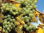 Grüner Veltliner