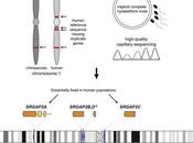 Duplicare gene aumentare l’intelligenza