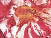 Rose botaniche pagina