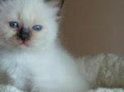 Gatto sacro Birmania