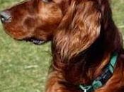 Setter