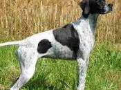 Pointer
