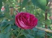 Vecchie Rose...1° gruppo: "Rose Alba"