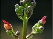 Scrophularia