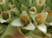 Titanca, spettacolare pianta delle Ande, fiorisce solo volta suoi circa cento anni vita, muore