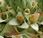 Titanca, spettacolare pianta delle Ande, fiorisce solo volta suoi circa cento anni vita, muore