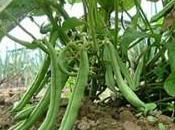 Fagiolini stagione bontà! Ecco come sceglierli cucinarli