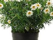 margherita (Chrysanthemum leucanthemum)