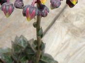 Echeveria purpusorum Scheda pianta
