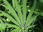 Marijuana boom