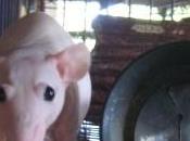 Comportamentismo. parte