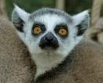 Domenica Lemure Bioparco