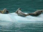 giuseppe's Site Alaska: inquinamento radioattivo sterminando foche orsi