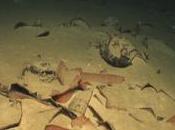 Capitani coraggiosi...