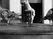 Twisted Sifter: storia della fotografia aerea inizio Novecento passava attraverso voli piccioni