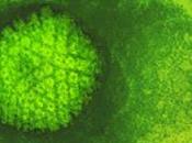 Varicella