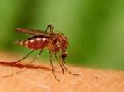 Anti-zanzare naturale!