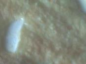 Torta Emily variante dietetica mele