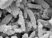 Batteri trasferiscono elettroni tramite minerali conduttori
