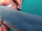 squalo divora calamaro gigante. video giro