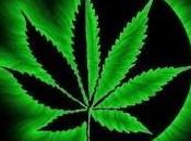 Olanda arriva “carta della cannabis”
