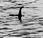 Storia fotografia: mostro Loch Ness