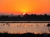 Parco Molentargius, oltre fiamme infuriano polemiche