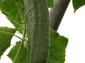 cetriolo (Cucumis sativus