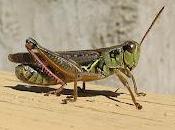 cavallette spaventate danneggiano maggiormente l'ambiente