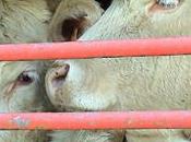 Caro Dalli, mantieni parola data! Benessere animale, otto trasporti