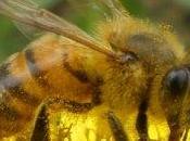 Pesticidi killer delle api: 'serve stop definitivo'