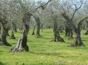 Valle Arroscia: Vigneti oliveti partecipano concorso Adotta un’emozione