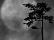 Tree Haze