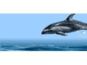 Dedicato agli amici delfini