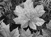 Ansel Adams