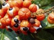 Tutta forza guarana’