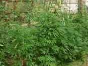 Sassari Castelsardo Rigogliosa piantagione marijuana